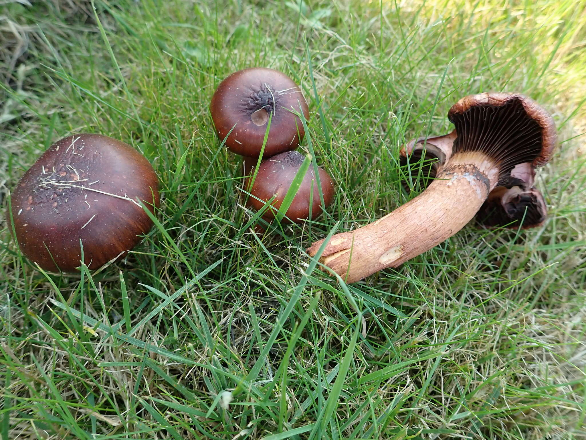 Image of Wine-cap Chroogomphus