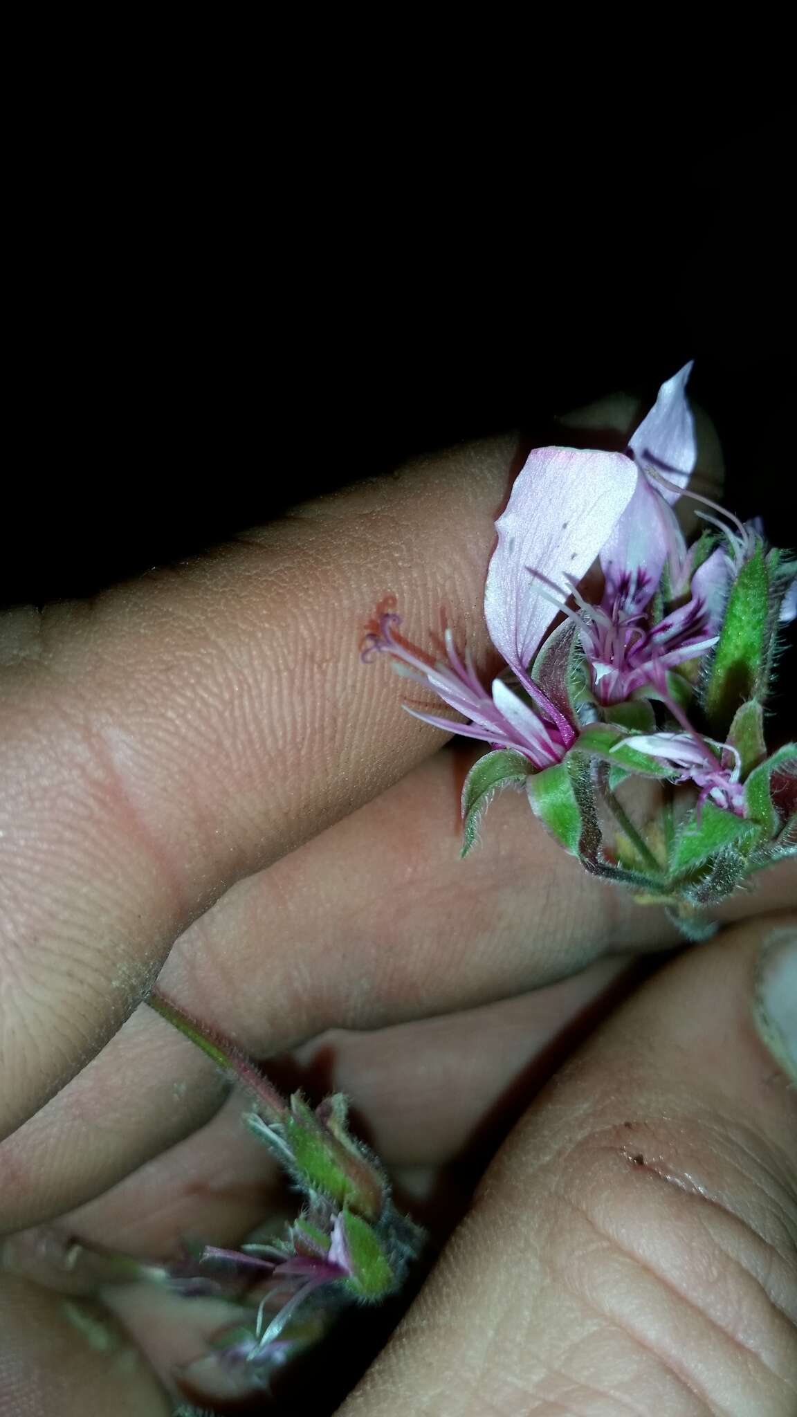 Image of Pelargonium hispidum (L. fil.) Willd.