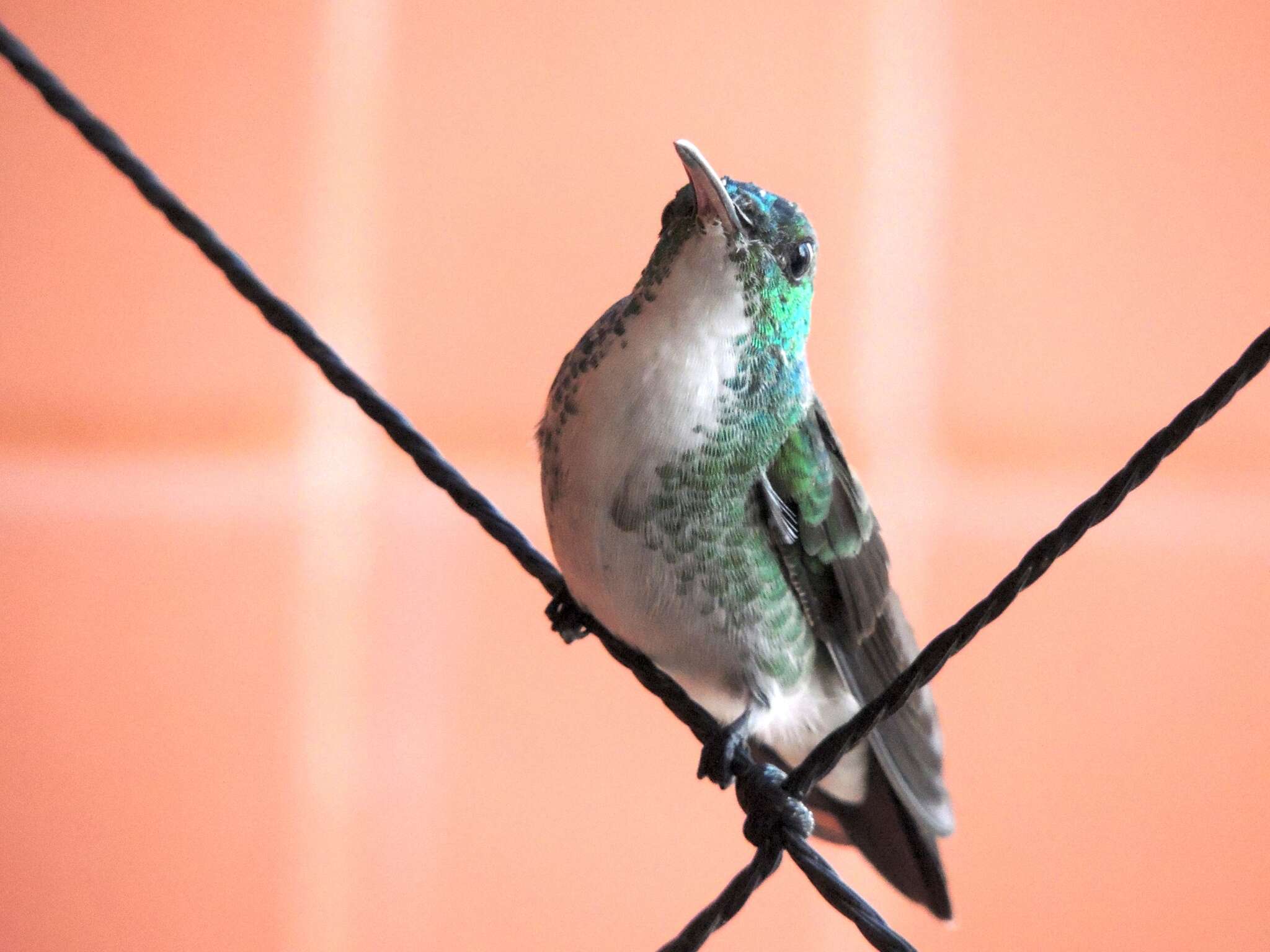 Image of Plain-bellied Emerald