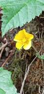 Image of Potentilla matsumurae Th. Wolf