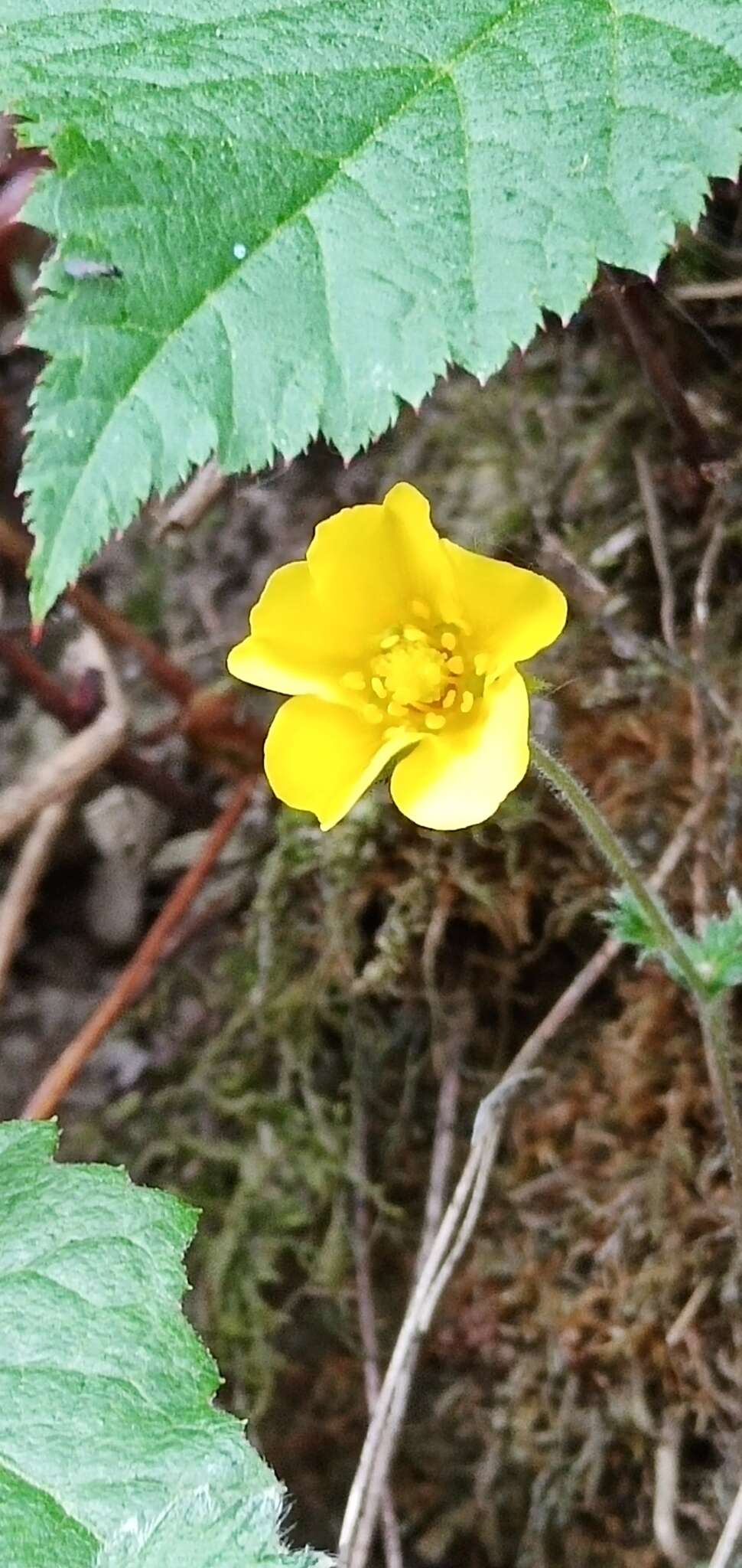 Image de Potentilla matsumurae Th. Wolf