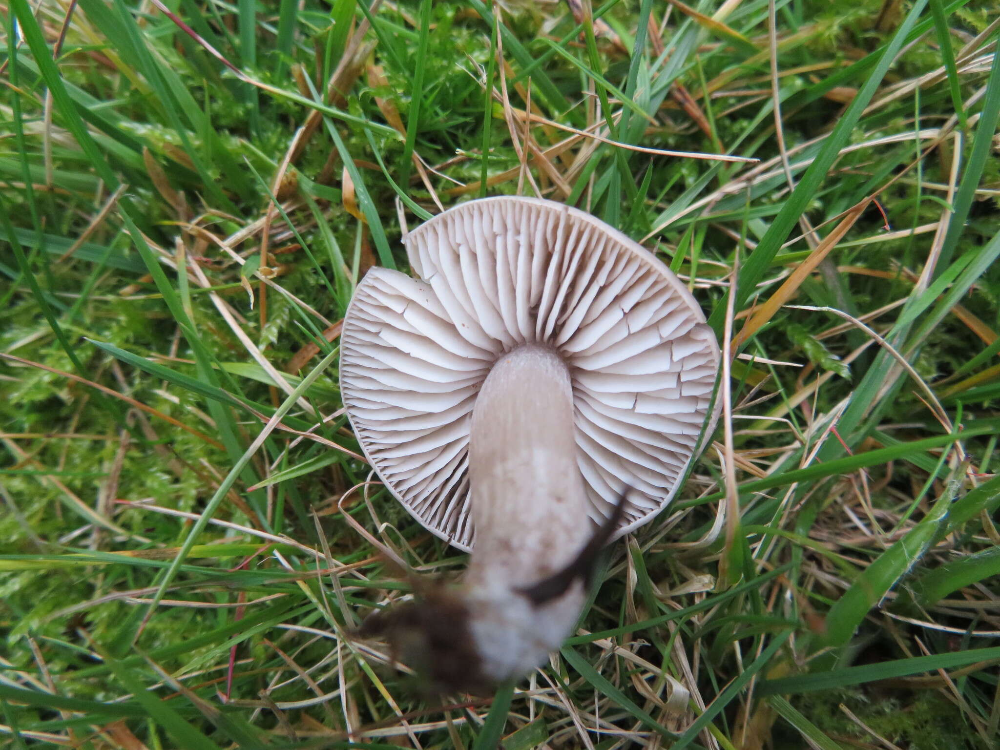 Слика од Dermoloma cuneifolium (Fr.) Singer ex Bon 1986