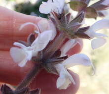 Image of Large blue sage