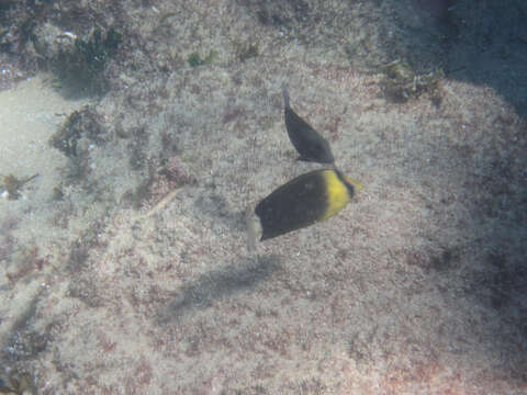 Image of Blackburn's Butterflyfish