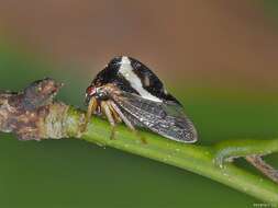 Image of Smilia fasciata Amyot & Serville