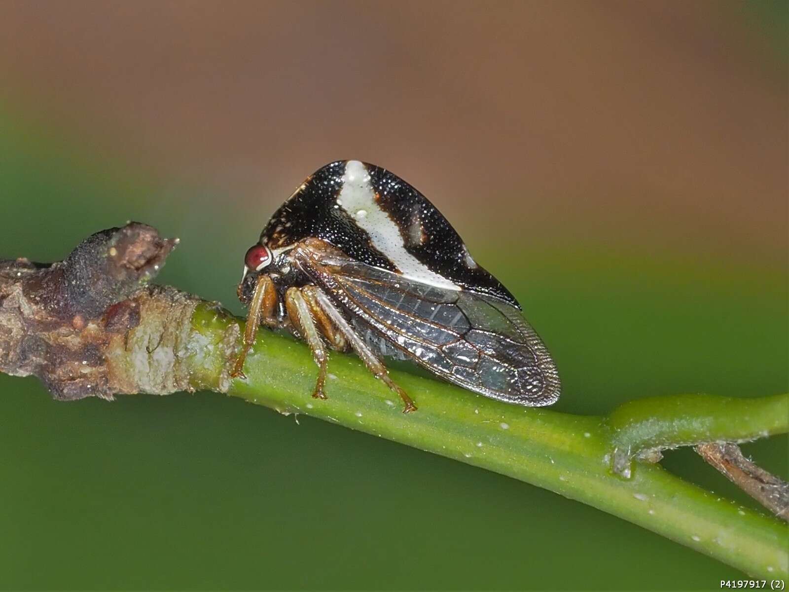 Image of Smilia fasciata Amyot & Serville