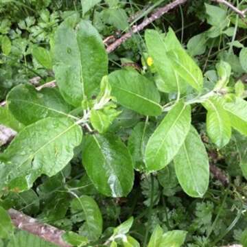 صورة Salix hookeriana Barratt