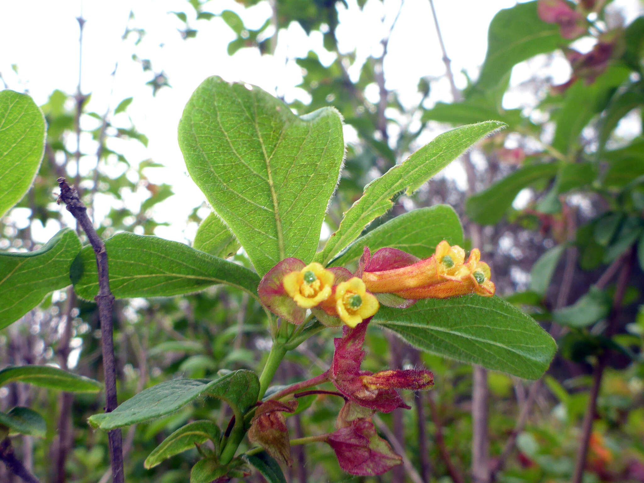 Image of twinberry honeysuckle