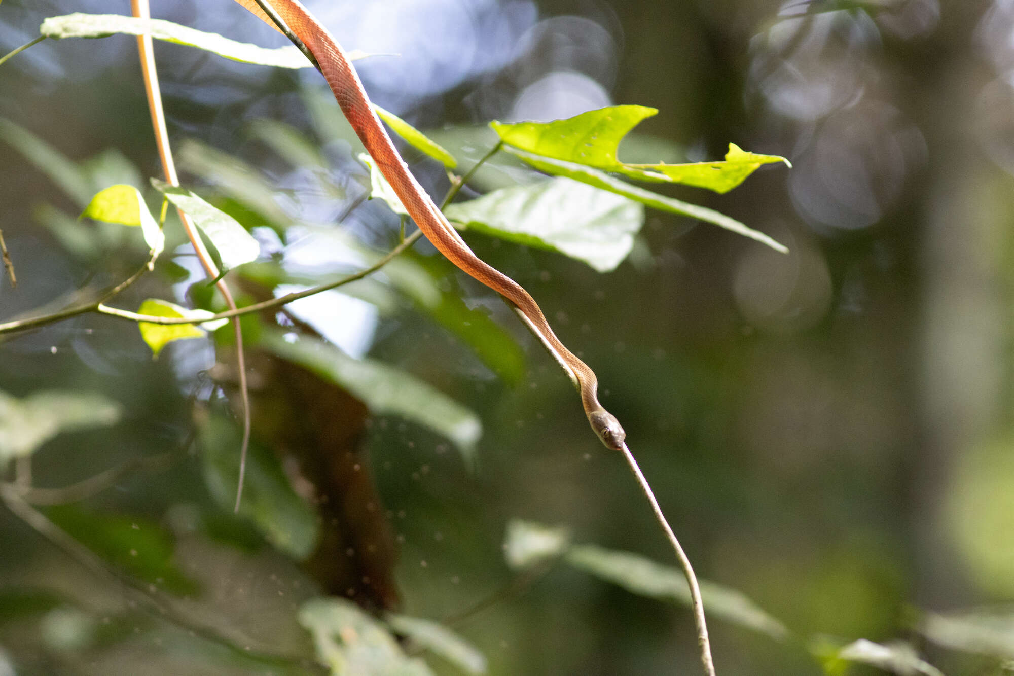 Image of Black-headed Cat Snake