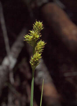 Image of silvery sedge