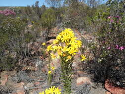 Image of Euryops rehmannii Compton