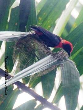 Слика од Malimbus scutatus (Cassin 1849)