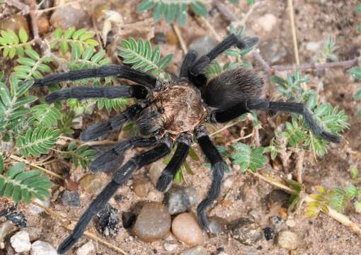 Image of Aphonopelma armada (Chamberlin 1940)