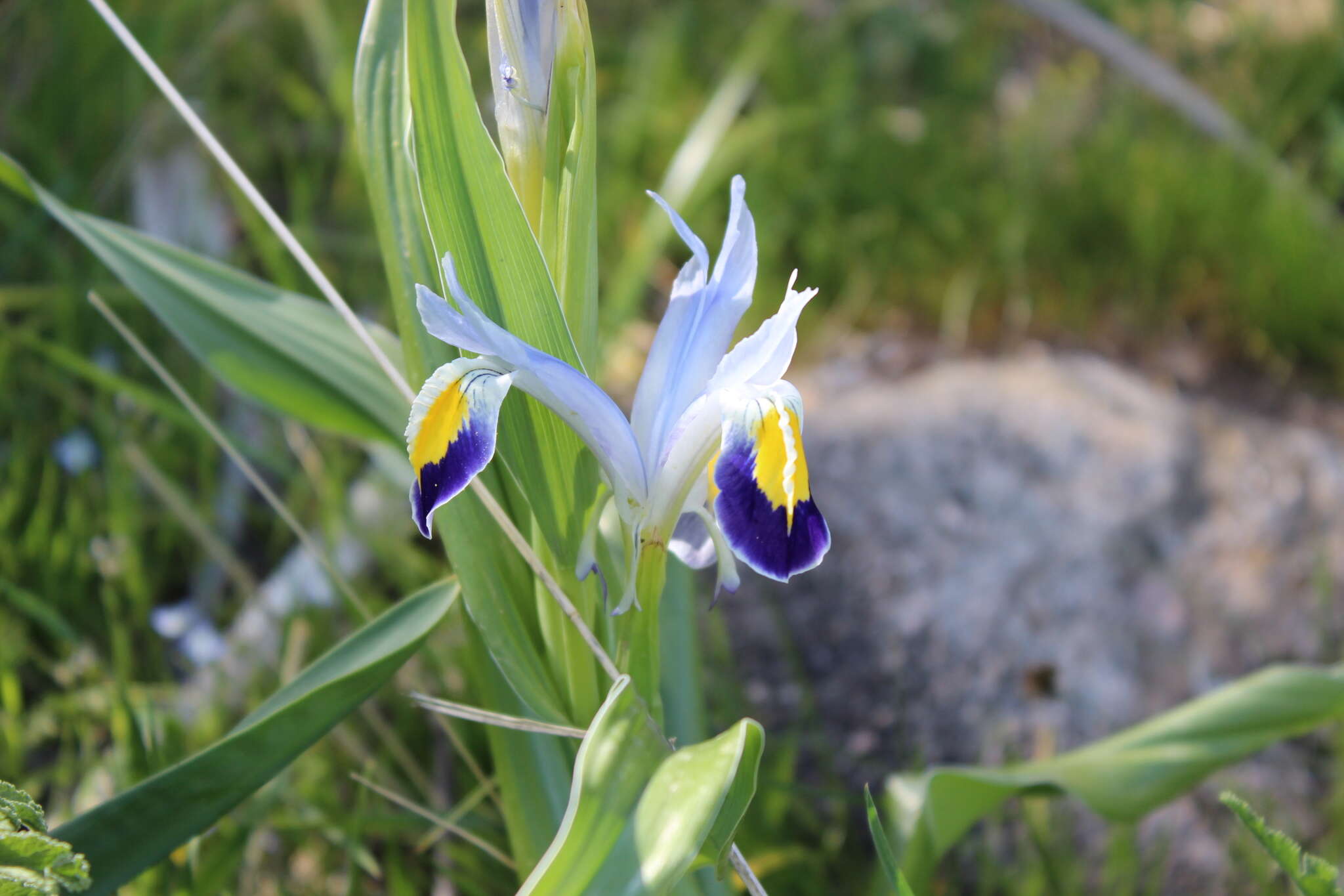 Iris warleyensis Foster的圖片