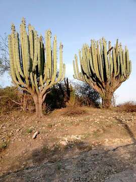 Image of candelabro