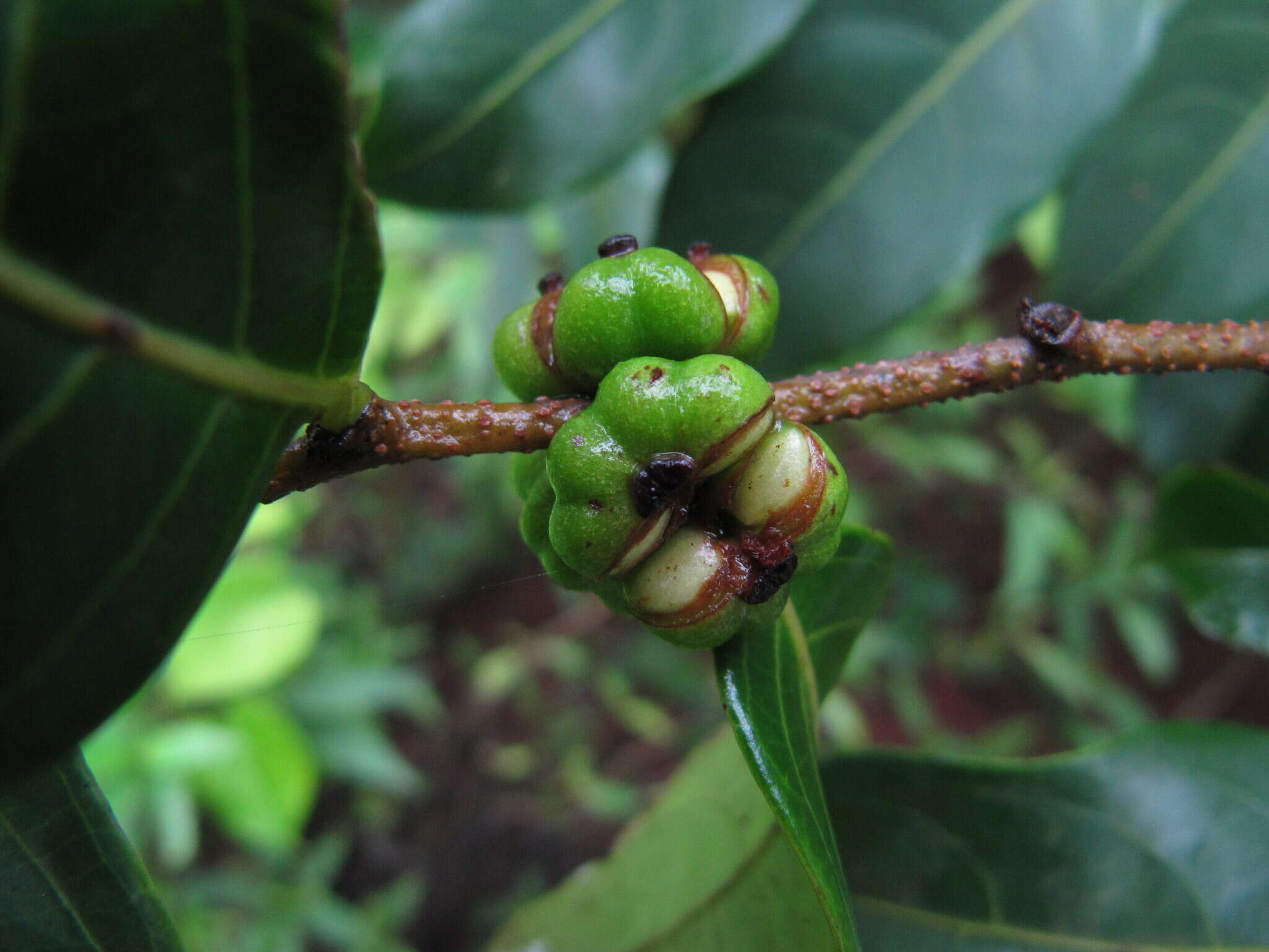 صورة Phyllanthus hohenackeri Müll. Arg.