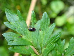 Image of Prasocuris marginella (Linnaeus 1758)