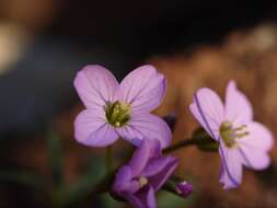 Image of Nuttall's toothwort