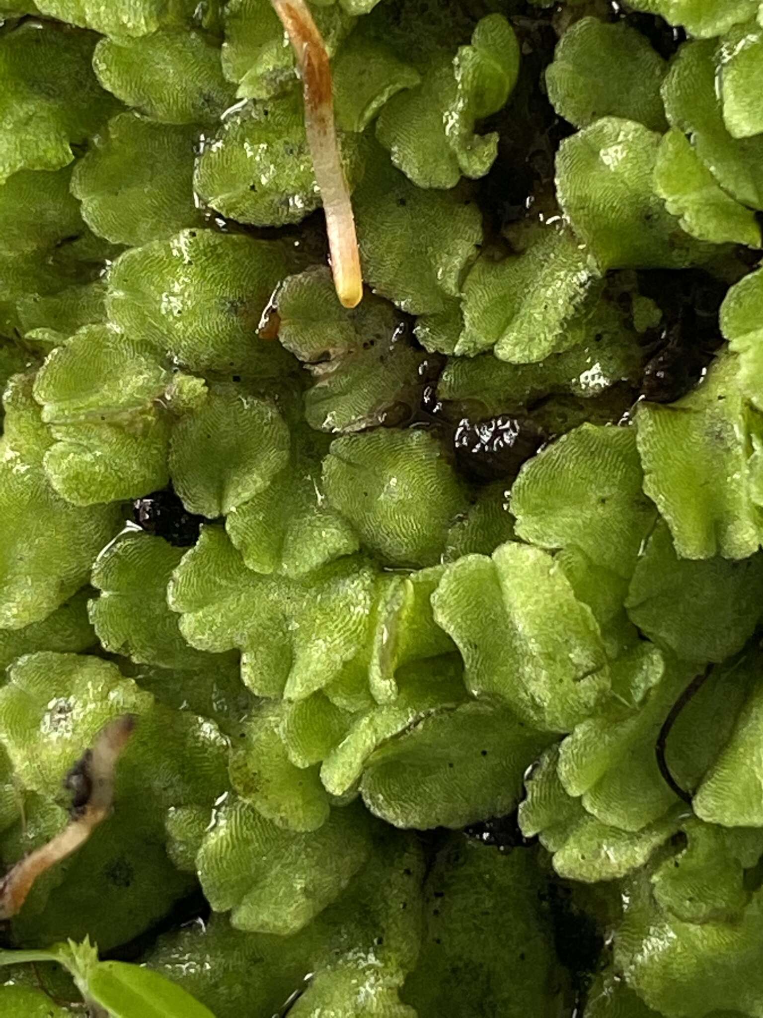 Image of Riccia gougetiana Durieu & Mont.