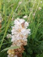 Image de Orobanche crenata Forsskál