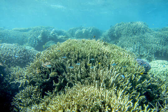 Image of Orange-tailed damsel-fish