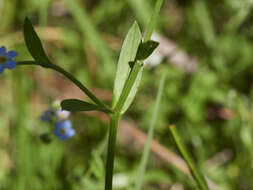 Image of true forget-me-not