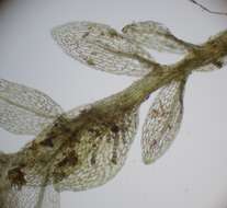 Image of <i>Ptychostomum cyclophyllum</i>