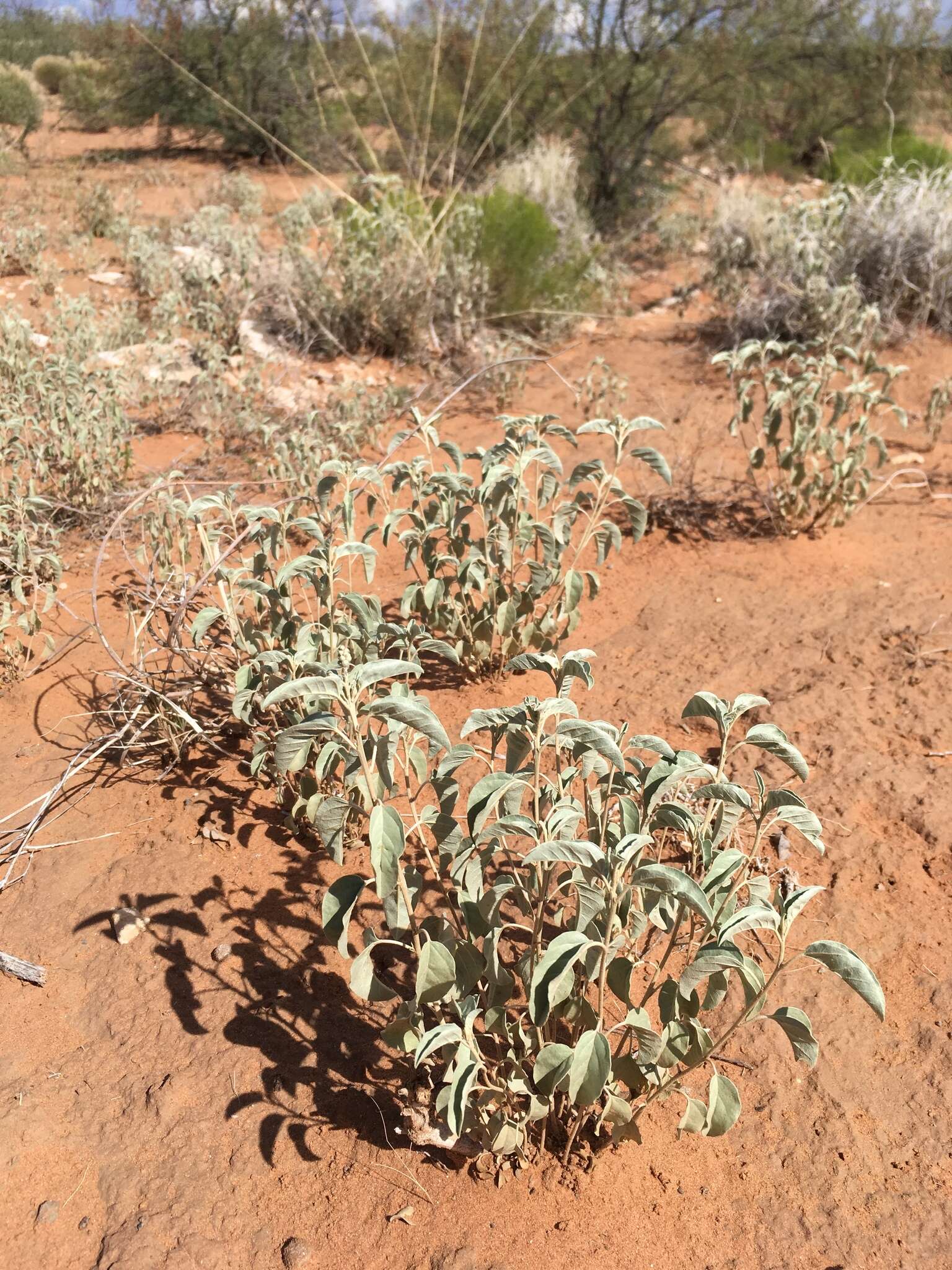 Sivun Croton pottsii (Klotzsch) Müll. Arg. kuva