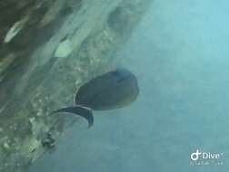 Image of Black-barred Surgeonfish