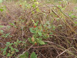 Image of Texas burstwort