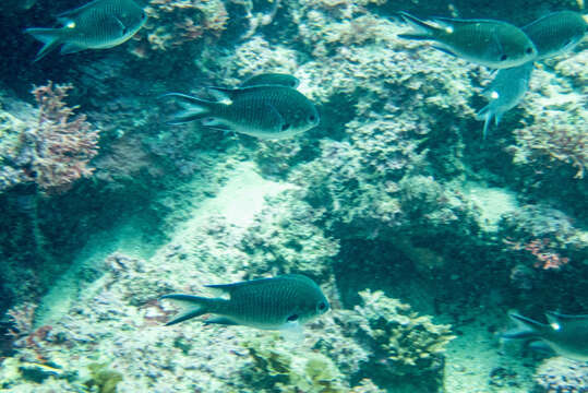 Image of Pearl-spot Chromis