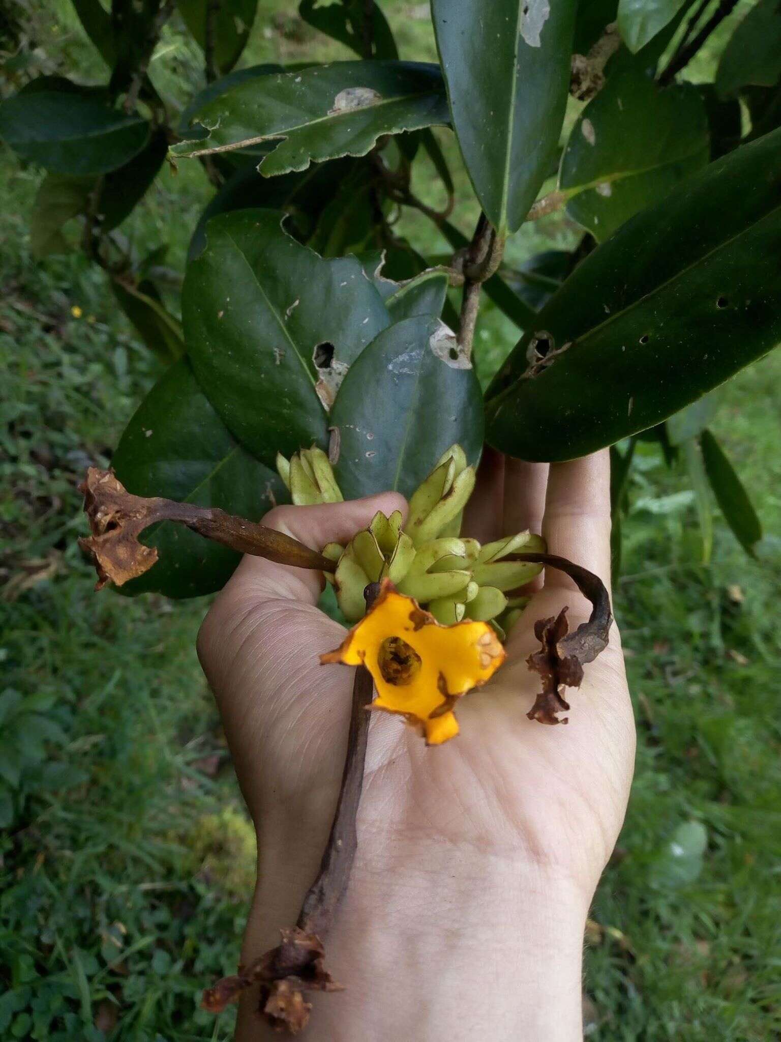 Слика од Schultesianthus coriaceus (O. Kuntze) A. T. Hunziker