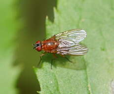 Image of Helinomydaea flavofusca (Malloch 1924)