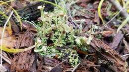 Image of cup lichen