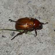 Image of Anomala flavipennis Burmeister 1844