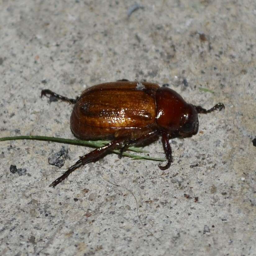 Image of Anomala flavipennis Burmeister 1844