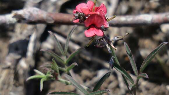 Imagem de Indigofera disticha Eckl. & Zeyh.