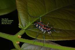 Imagem de Cicindela (Cosmodela) aurulenta Fabricius 1801