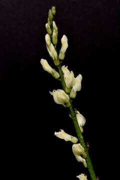 Astragalus arrectus A. Gray的圖片