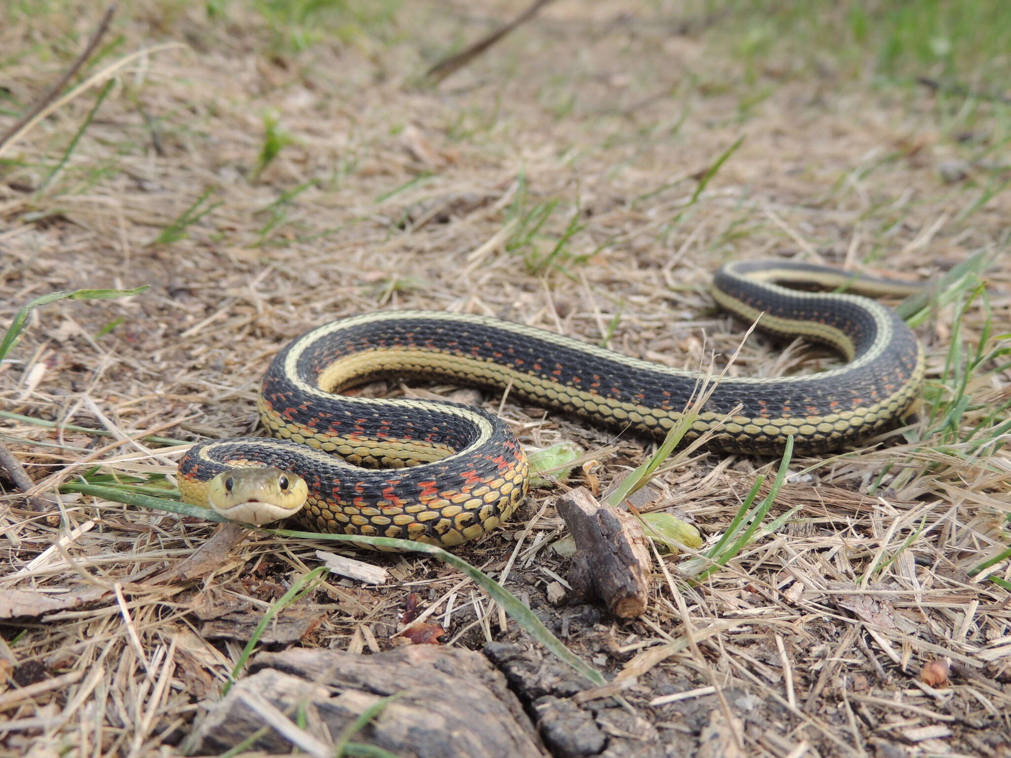 Sivun Thamnophis sirtalis parietalis (Say ex James 1823) kuva