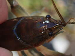 Image of Big Water Crayfish