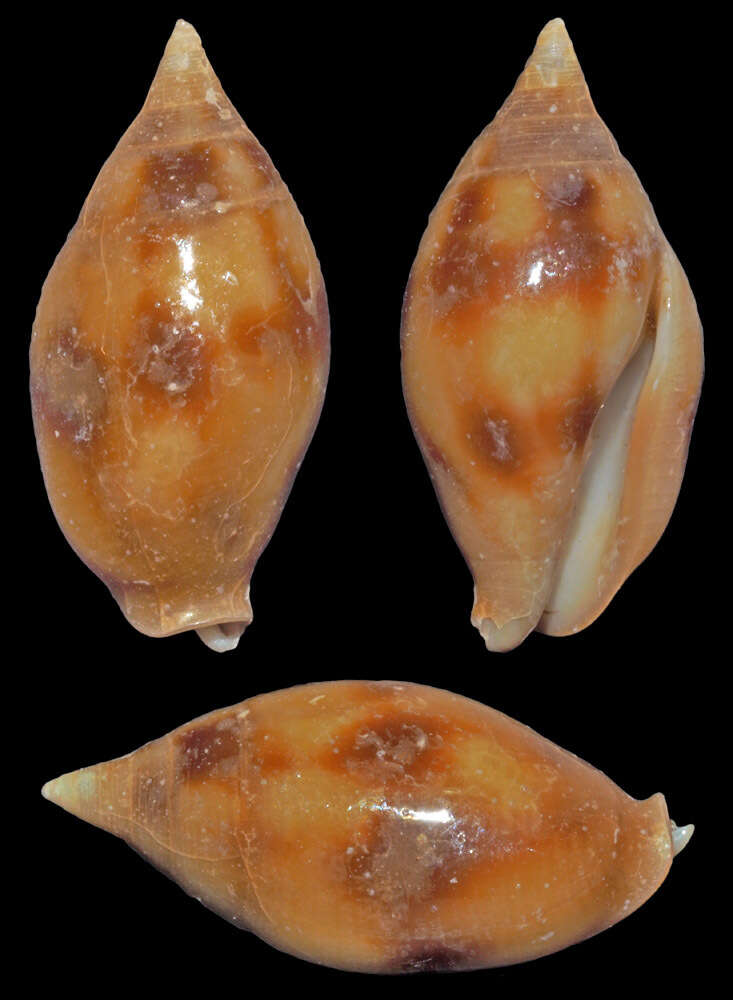 Image of Nebularia coarctata (Reeve 1844)
