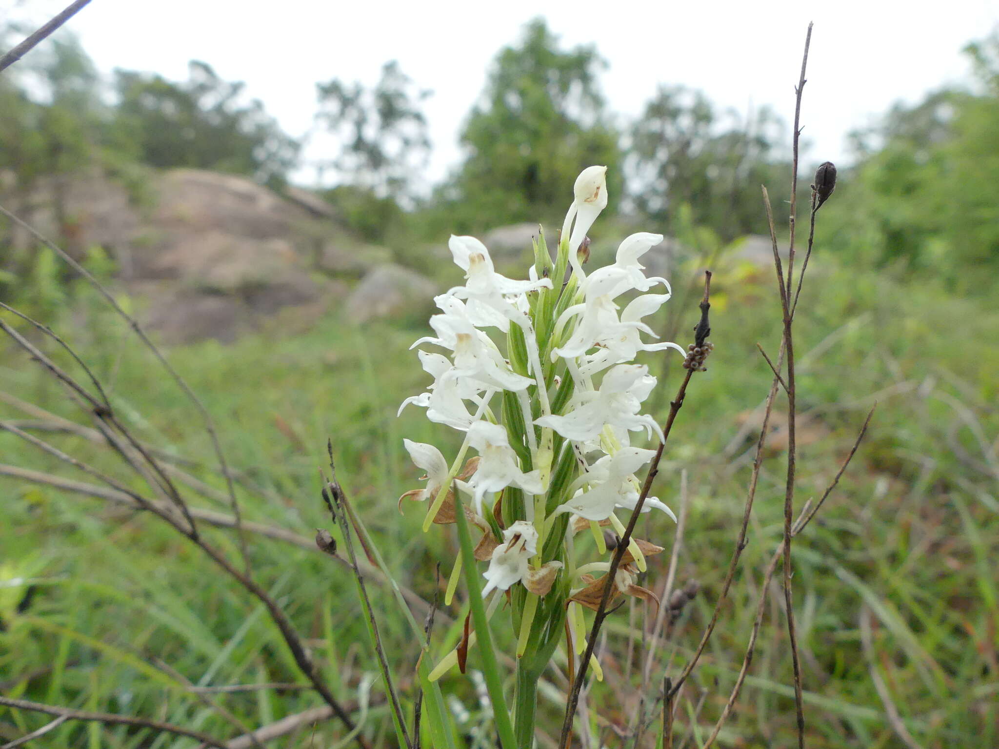 Imagem de Habenaria roxburghii Nicolson