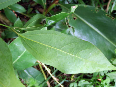 Imagem de Cinnamomum burmannii (Nees & T. Nees) Bl.