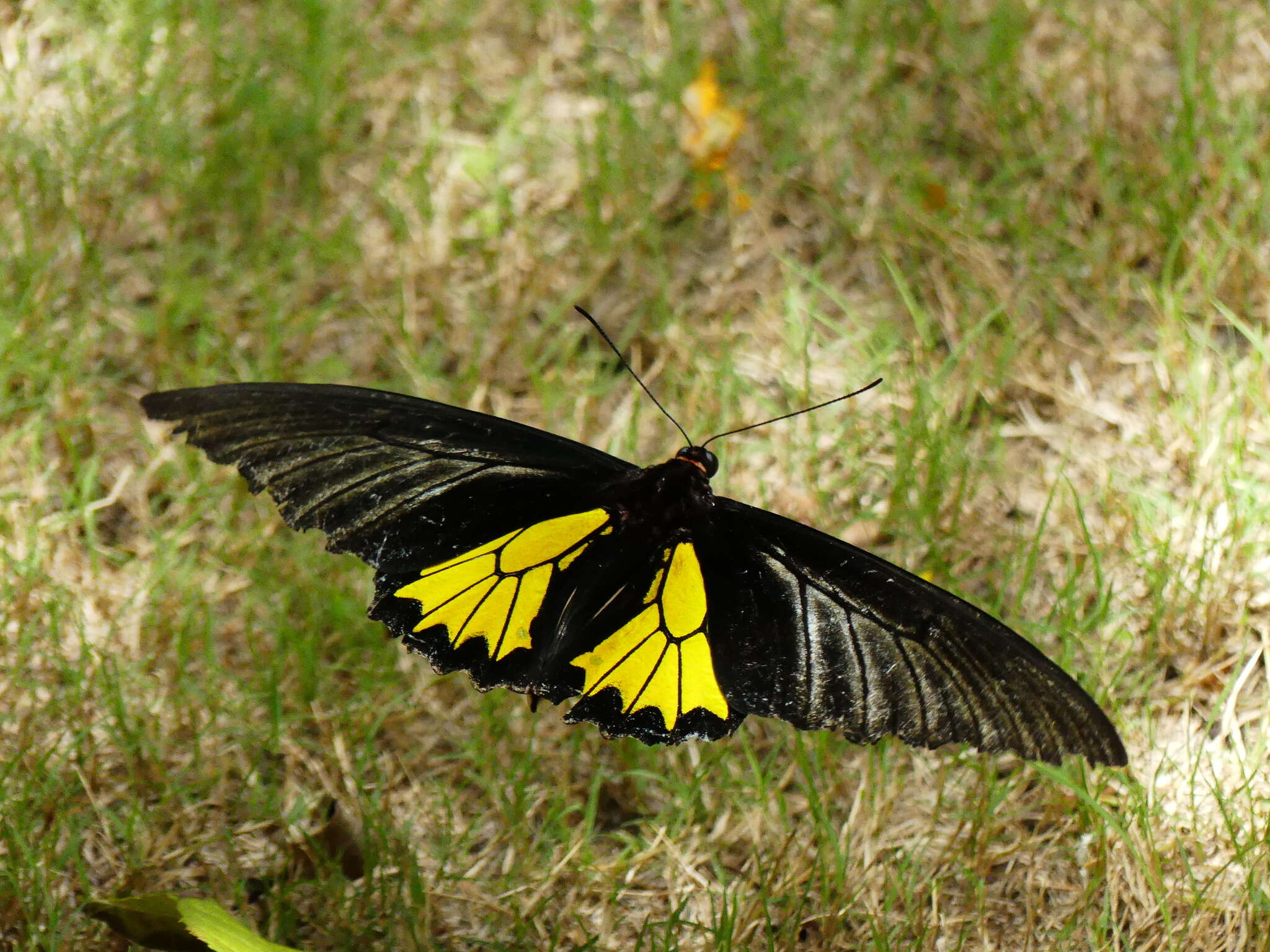 Image of Troides minos (Cramer (1779))