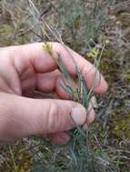 Image of Bupleurum fruticescens Loefl. ex L.