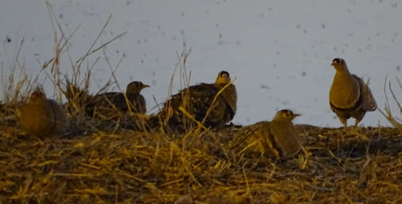 Image of Double-banded Sandgrouse