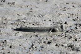 Image of Blue-spotted mud-hopper