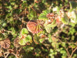 Image of Cliffortia odorata L. fil.