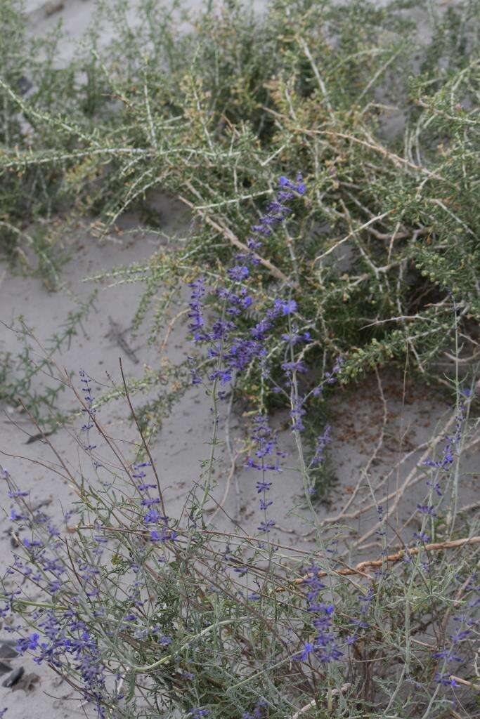 Image of <i>Salvia abrotanoides</i>